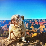 Entry image for Vito