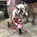 Entry image for Rosie