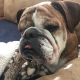 Entry image for Meatloaf 