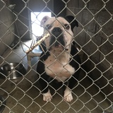 Entry image for Po, aka Panda and Otis