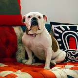 Entry image for Poppy 