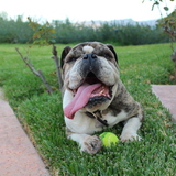 Entry image for Hemingway 