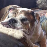 Entry image for Basil