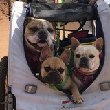 Entry image for Sweet Pea, Monkey & Franc