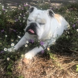 Entry image for Isis aka "Pizzle"