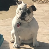 Entry image for Boogzy