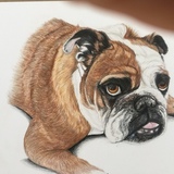 Entry image for Petunia