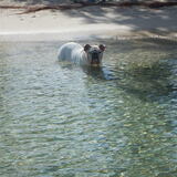 Entry image for Bauce