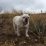 Entry image for Biff