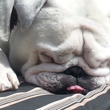 Entry image for ZIGGY