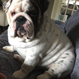 Entry image for Lemmy "Iron Fist" Hill aka Doodle