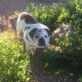 Entry image for Marshmallow