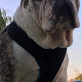 Entry image for Ruckus