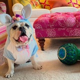 Entry image for Gemma