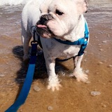 Entry image for Marshmallow