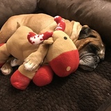 Entry image for 'Frannie' (Marquesa Francesca Chumley-Puffernutter)