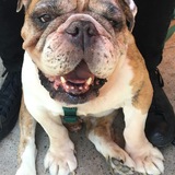 Entry image for Tony (formerly Memphis) 