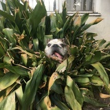 Entry image for Roscoe 