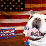 Entry image for Woogie