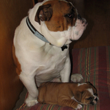 Entry image for Brutus and Izzy