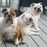 Entry image for The Balcer Crew (Bella, Gertie, and Wilbur) 