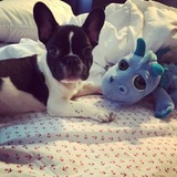 Entry image for Oz Spaziani