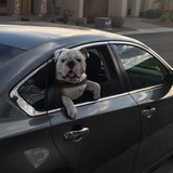 Entry image for Smalls the bully