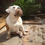 Entry image for Smalls the bully