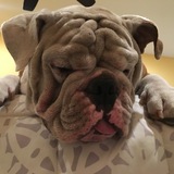 Entry image for Smalls the bully