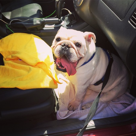 Entry image for Dakota aka Lola . Clicking this image will show a larger photo