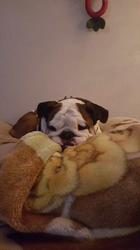 Entry image for Hommie. Clicking this image will show a larger photo