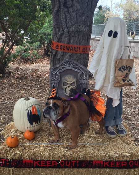 Entry image for Lily Belle. Clicking this image will show a larger photo