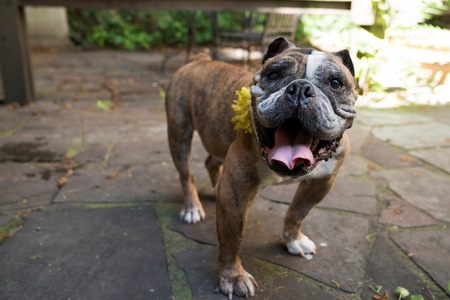 Entry image for Dubby. Clicking this image will show a larger photo