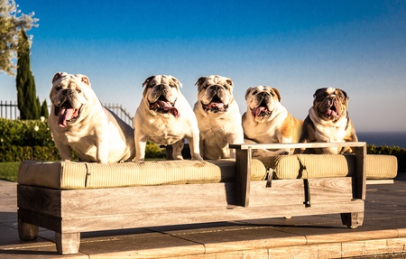 Entry image for Wazzy, Maximus, Pork Chop, Cobalt, Fletcher. Clicking this image will show a larger photo