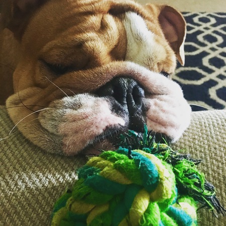 Entry image for Harley. Clicking this image will show a larger photo