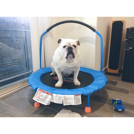 Entry image for Buster . Clicking this image will show a larger photo