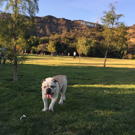 Entry image for Winston. Clicking this image will show a larger photo