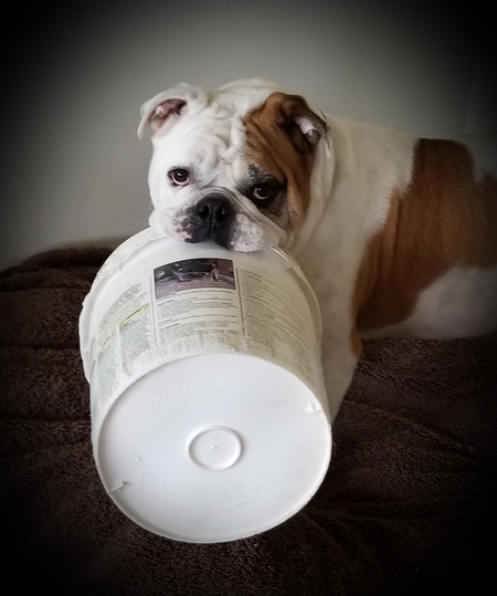 Entry image for Walter . Clicking this image will show a larger photo