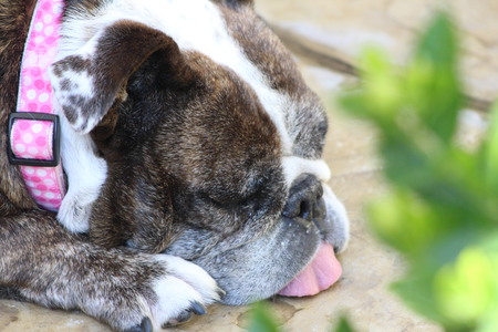 Entry image for Hau'oli. Clicking this image will show a larger photo