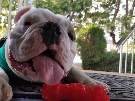 Entry image for Charlie. Clicking this image will show a larger photo