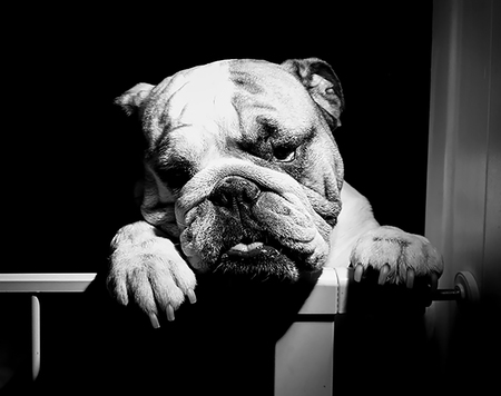 Entry image for Oakley. Clicking this image will show a larger photo