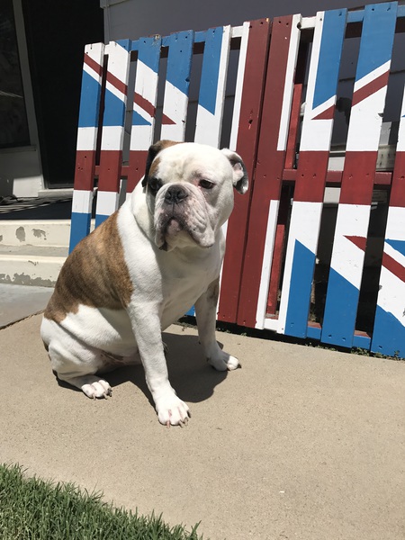 Entry image for Caesar. Clicking this image will show a larger photo