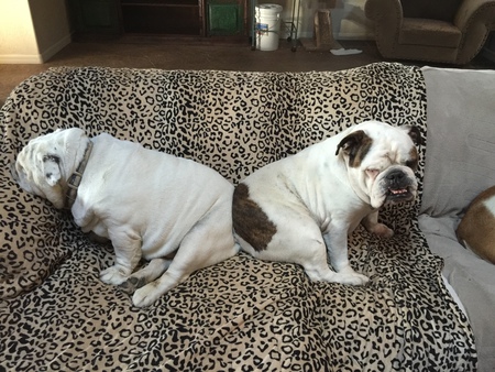 Entry image for Herschel/Atticus. Clicking this image will show a larger photo