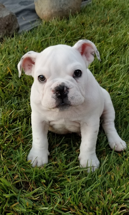 Entry image for Bailey. Clicking this image will show a larger photo