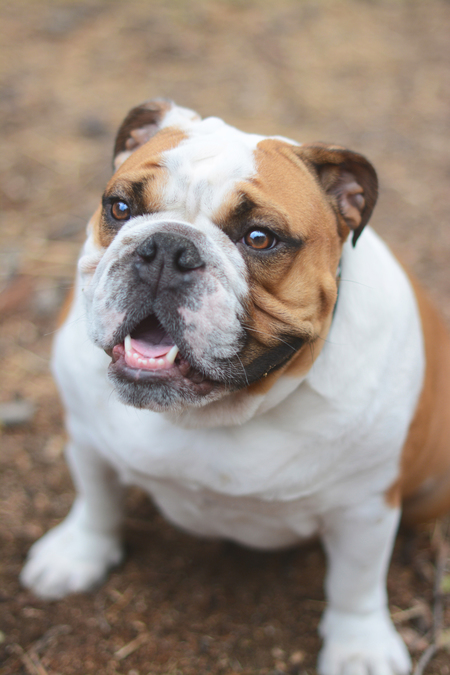 Entry image for Tony Danza. Clicking this image will show a larger photo