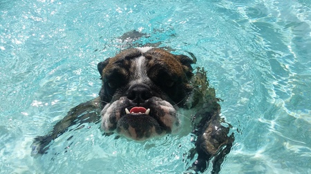 Entry image for Bug. Clicking this image will show a larger photo