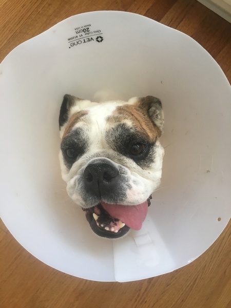 Entry image for Holly. Clicking this image will show a larger photo