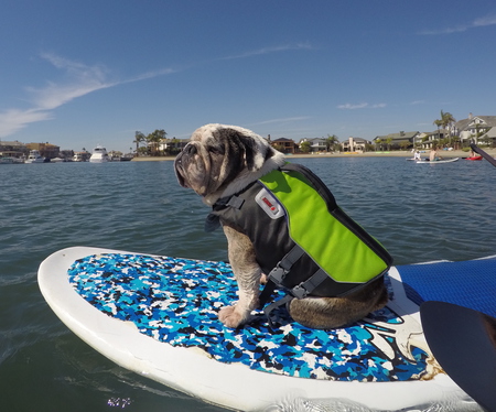 Entry image for Winston. Clicking this image will show a larger photo