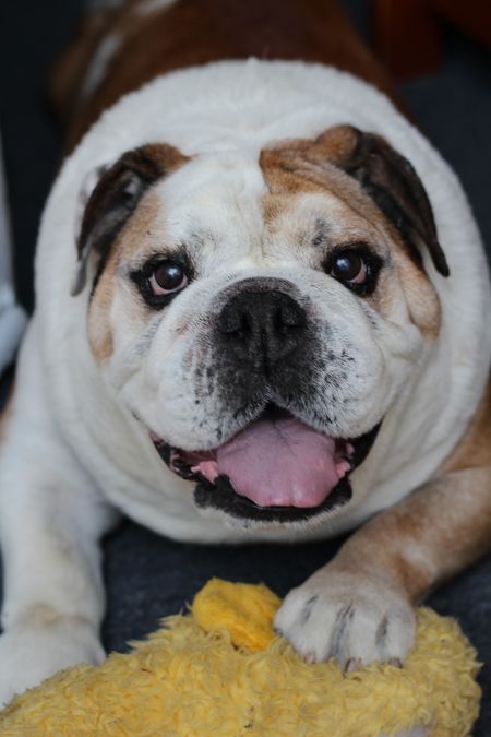 Entry image for Bosley. Clicking this image will show a larger photo