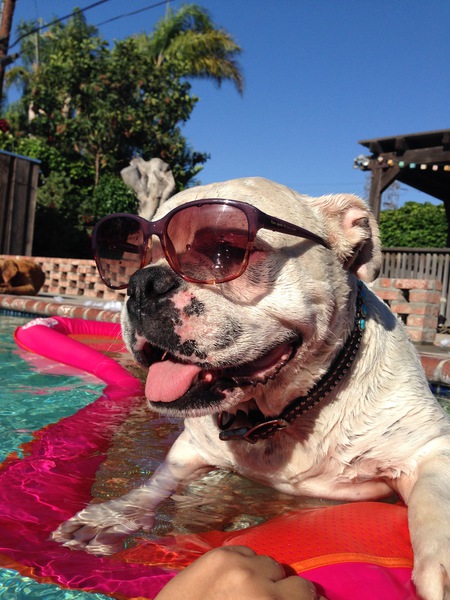 Entry image for Bono . Clicking this image will show a larger photo